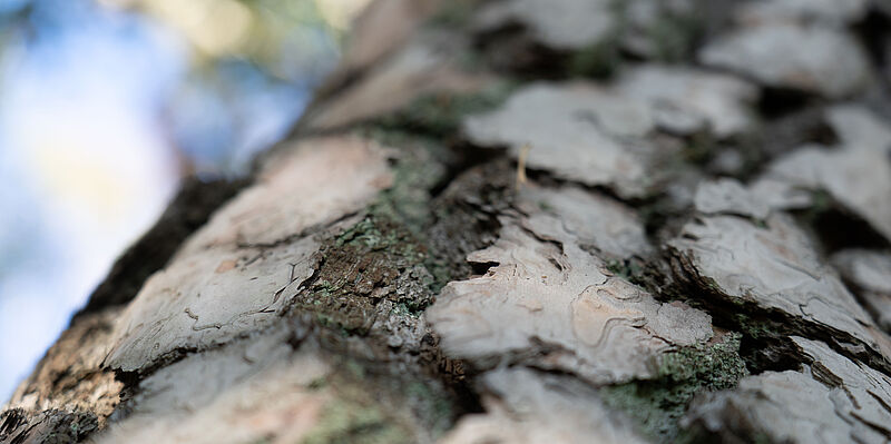 Inspiration Natur